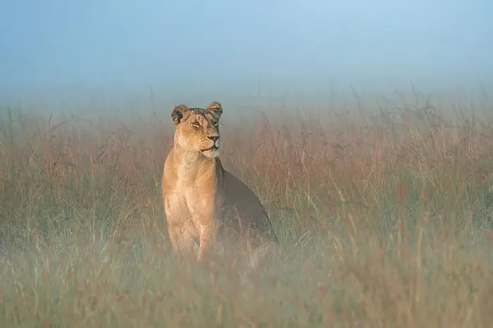 Framed Print : Lioness in a misty morning in the Maasai Mara, Kenya Framed Print : Lioness in a misty morning in the Maasai Mara, Kenya