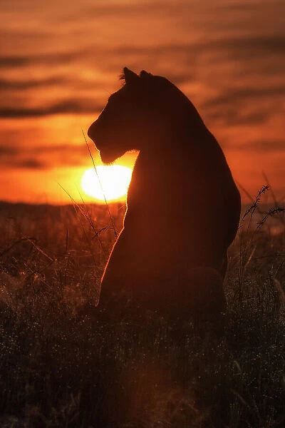 Lioness in a misty sunrise in the Masaimara, Kenya