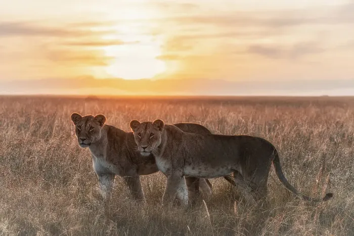 Framed Print : Lioness in a misty sunrise in the Masaimara, Kenya Framed Print : Lioness in a misty sunrise in the Masaimara, Kenya