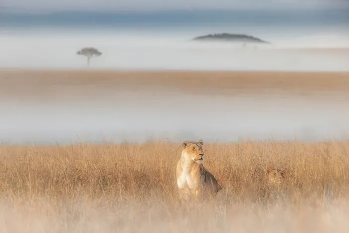 Framed Print : Lioness in a misty sunrise in the Masaimara, Kenya