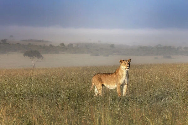 Lioness in a misty sunrise in the Masaimara, Kenya