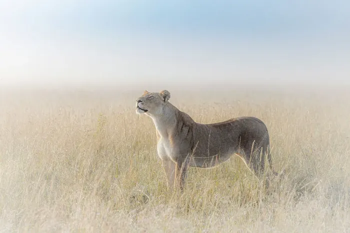 Framed Print : Lioness in a misty sunrise in the Masaimara, Kenya Framed Print : Lioness in a misty sunrise in the Masaimara, Kenya