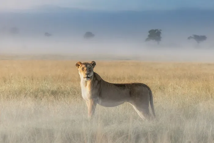 Framed Print : Lioness in a misty sunrise in the Masaimara, Kenya Framed Print : Lioness in a misty sunrise in the Masaimara, Kenya