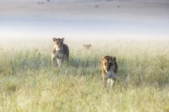 Framed Print : Lioness in a misty sunrise in the Masaimara, Kenya Framed Print : Lioness in a misty sunrise in the Masaimara, Kenya