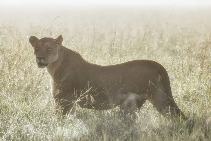 Framed Print : Lioness in a misty sunrise in the Masaimara, Kenya Framed Print : Lioness in a misty sunrise in the Masaimara, Kenya