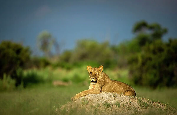 Lioness on mound, Okavango Delta, Botswana