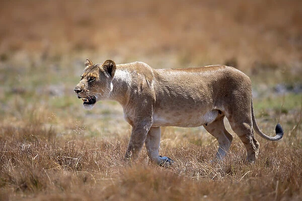 Lioness on the move, Okavango Delta, Botswana