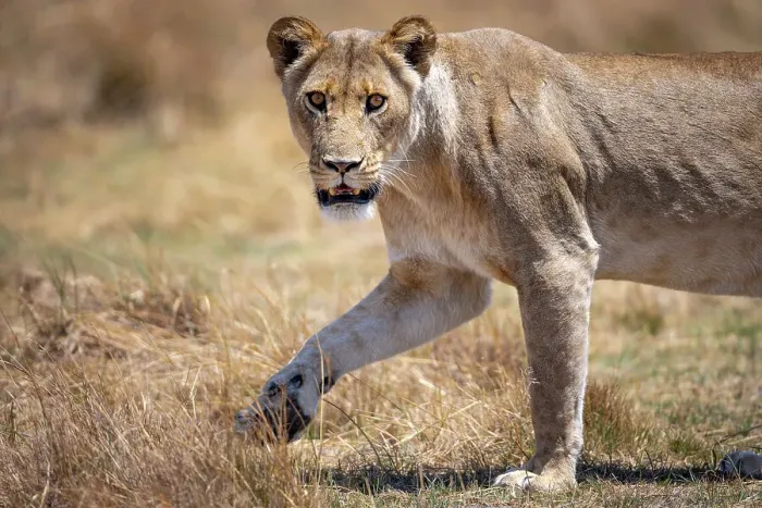 Framed Print : Lioness on the move, Okavango Delta, Botswana Framed Print : Lioness on the move, Okavango Delta, Botswana