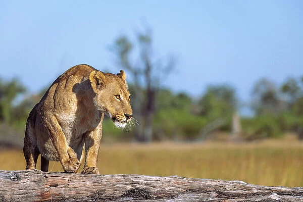 Lioness, Okavango Delta, Botswana