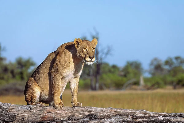 Lioness, Okavango Delta, Botswana