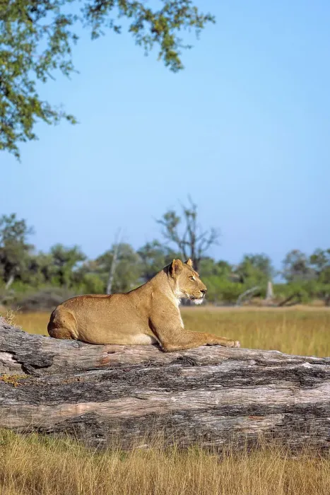 Framed Print : Lioness, Okavango Delta, Botswana