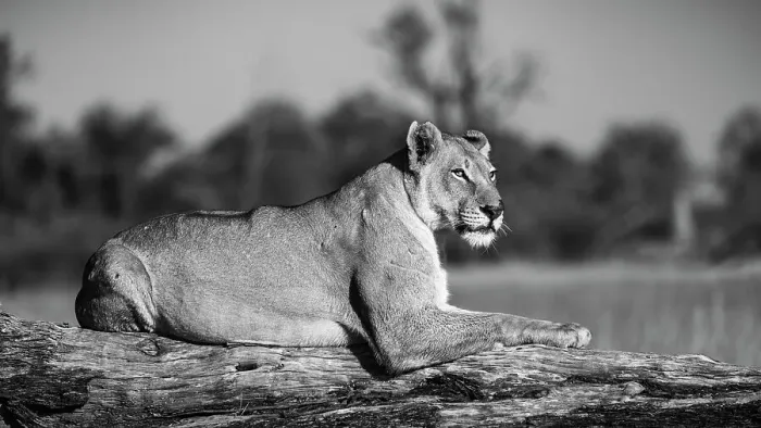 Framed Print : Lioness, Okavango Delta, Botswana Framed Print : Lioness, Okavango Delta, Botswana