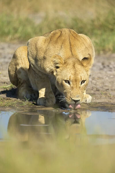 Lioness (Panthera leo), drinking, Savuti, Chobe National Park, Botswana, Africa