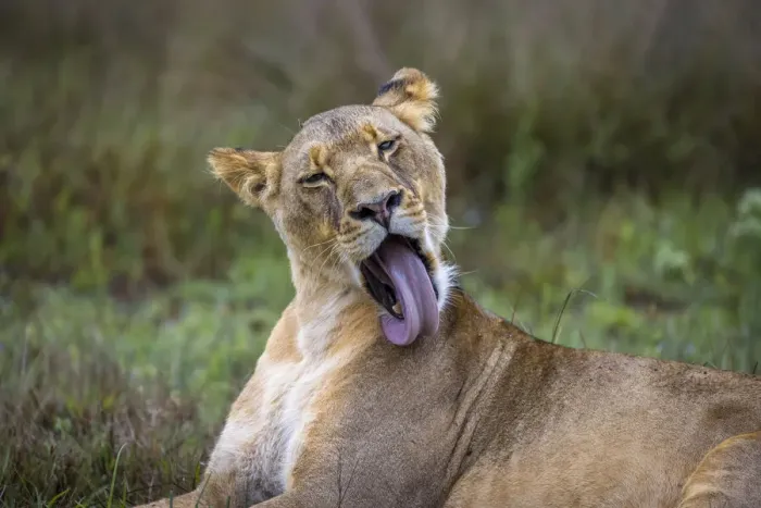 Framed Print : Lioness preening, Liuwa Plain National Park, Zambia Framed Print : Lioness preening, Liuwa Plain National Park, Zambia