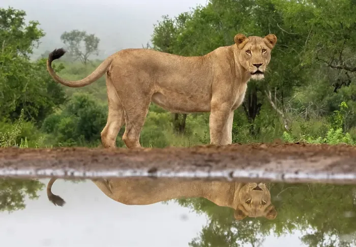 Framed Print : Lioness with reflection in water, Zimanga Private Game Reserve, Natal, South Africa Framed Print : Lioness with reflection in water, Zimanga Private Game Reserve, Natal, South Africa