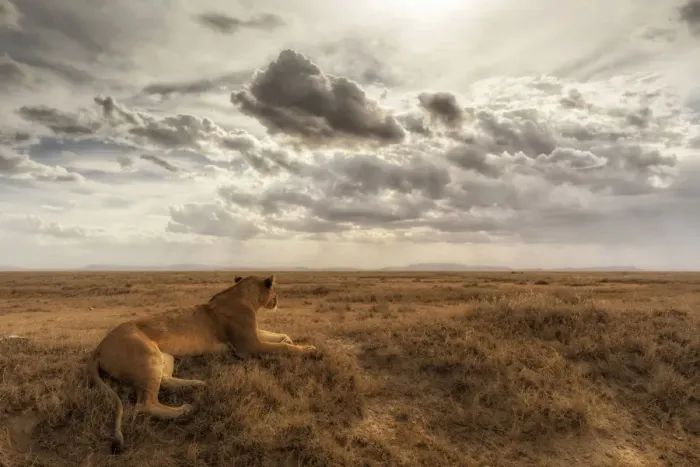 Framed Print : Lioness resting in the Serengeti plains, Tanzania
