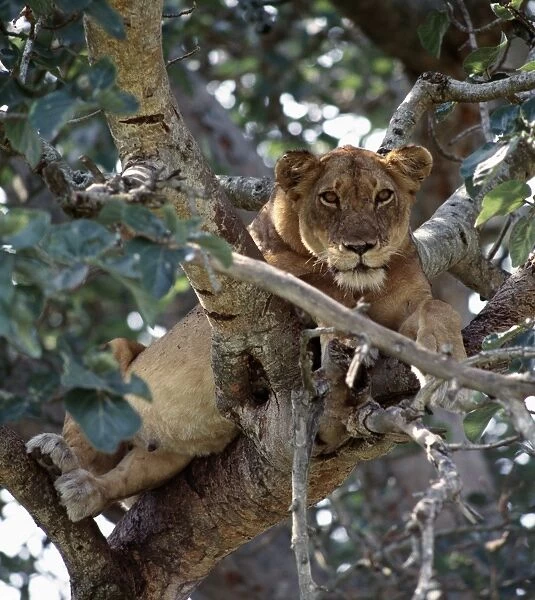 A lioness rests in a fig tree in the Ishasha area of