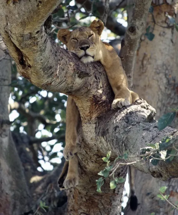 Framed Print : A lioness rests in a fig tree in the Ishasha area of Framed Print : A lioness rests in a fig tree in the Ishasha area of