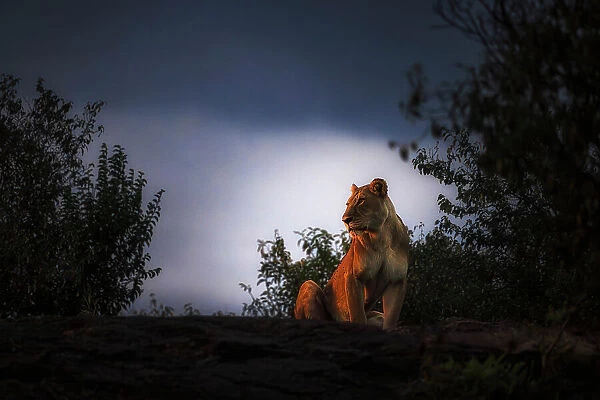 Lioness on top of a rock in the Maasaimara, Kenya