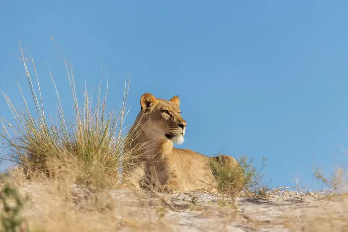 Framed Print : Lioness on a sand ridge, Okavango Delta, Botswana