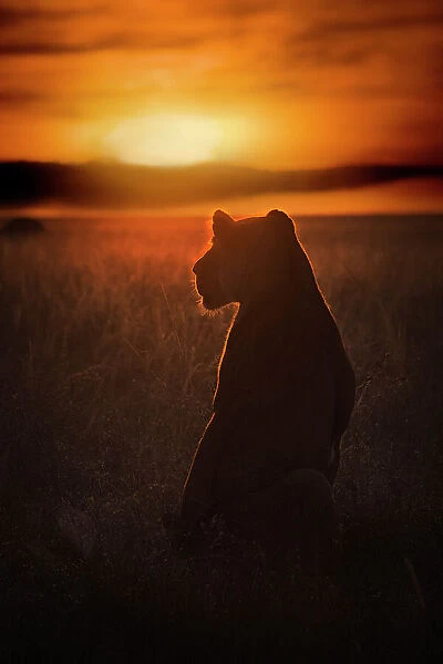 Lioness silhouette at sunrise, Maasai Mara, Kenya