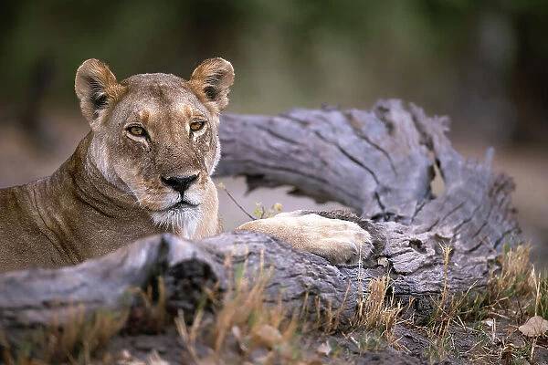Lioness sleeping on log, Okavango Delta, Botswana