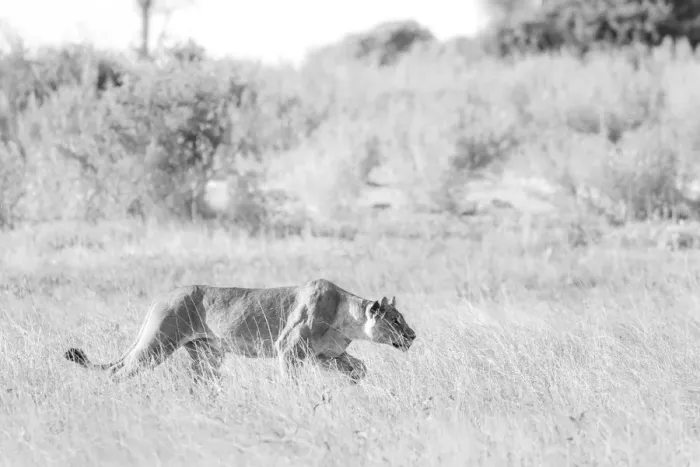 Framed Print : Lioness stalking, Okavango Delta, Botswana Framed Print : Lioness stalking, Okavango Delta, Botswana