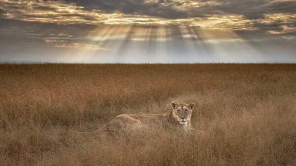 Lioness at sunrise, Maasai Mara, Kenya