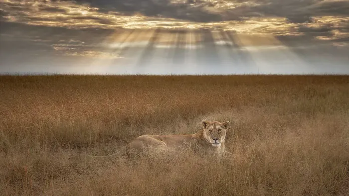 Framed Print : Lioness at sunrise, Maasai Mara, Kenya Framed Print : Lioness at sunrise, Maasai Mara, Kenya