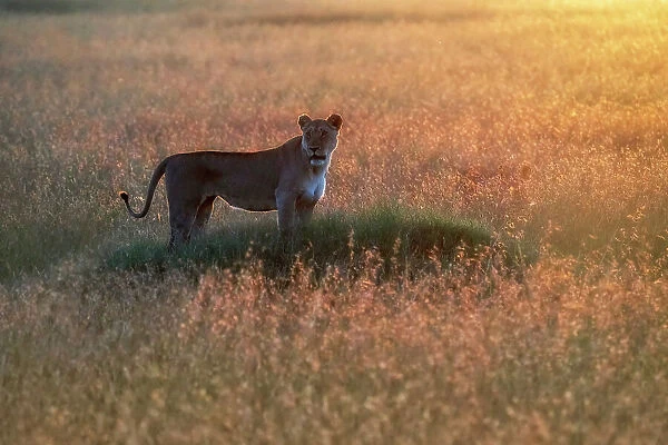 Lioness at sunset, msaimara, Kenya