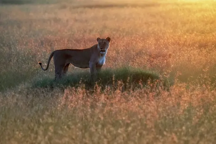 Framed Print : Lioness at sunset, msaimara, Kenya Framed Print : Lioness at sunset, msaimara, Kenya
