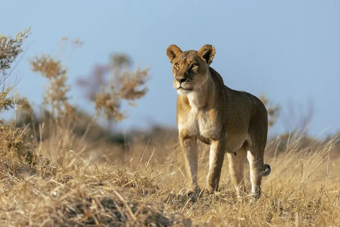 Framed Print : Lioness surveying the plains for prey, Moremi Game Reserve, Okavango Delta, Botswana Framed Print : Lioness surveying the plains for prey, Moremi Game Reserve, Okavango Delta, Botswana