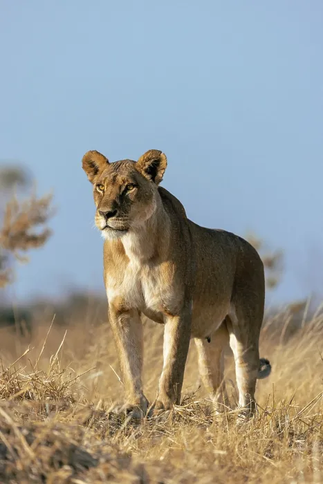 Framed Print : Lioness surveying the plains for prey, Moremi Game Reserve, Okavango Delta, Botswana Framed Print : Lioness surveying the plains for prey, Moremi Game Reserve, Okavango Delta, Botswana