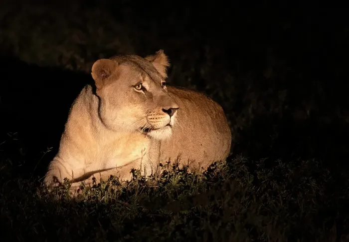 Framed Print : Lioness in torchlight at night, Zimanga Private Game Reserve, Natal, South Africa Framed Print : Lioness in torchlight at night, Zimanga Private Game Reserve, Natal, South Africa