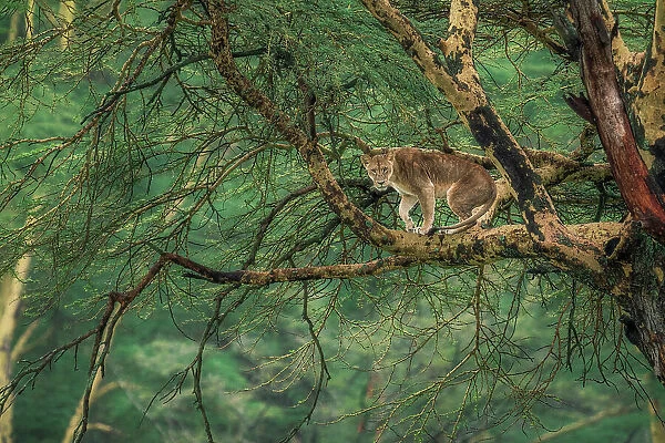 Lioness on a tree in Lake Nakuru National Park, Kenya