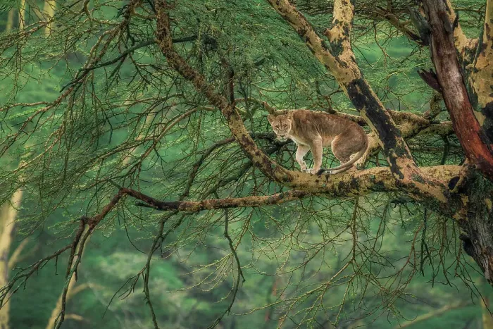 Framed Print : Lioness on a tree in Lake Nakuru National Park, Kenya Framed Print : Lioness on a tree in Lake Nakuru National Park, Kenya
