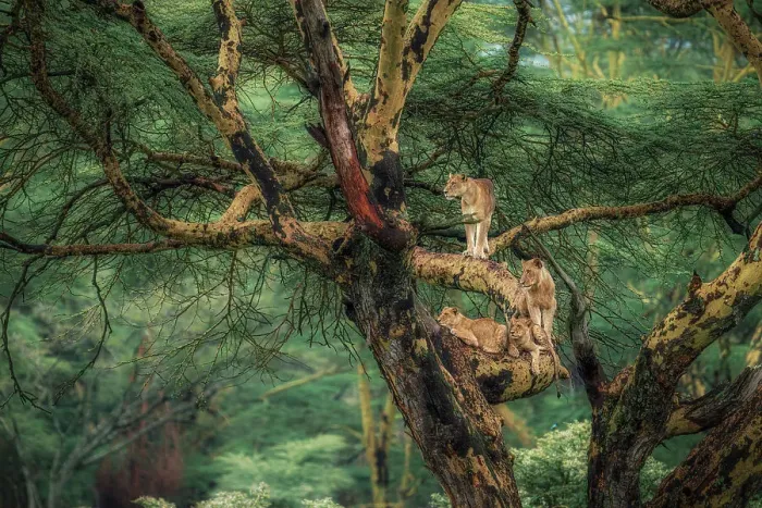 Framed Print : Lioness on a tree in Lake Nakuru National Park, Kenya Framed Print : Lioness on a tree in Lake Nakuru National Park, Kenya