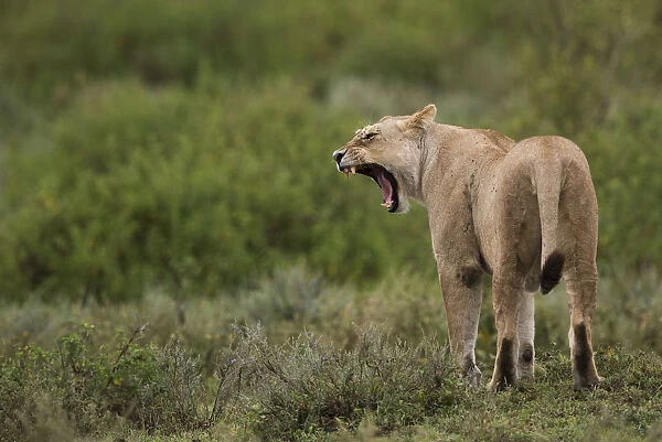 Lioness yawning, Serengeti, Tanzania