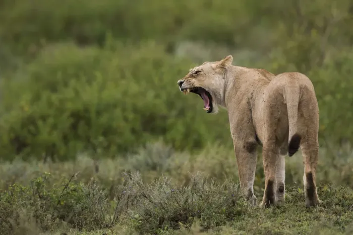 Framed Print : Lioness yawning, Serengeti, Tanzania