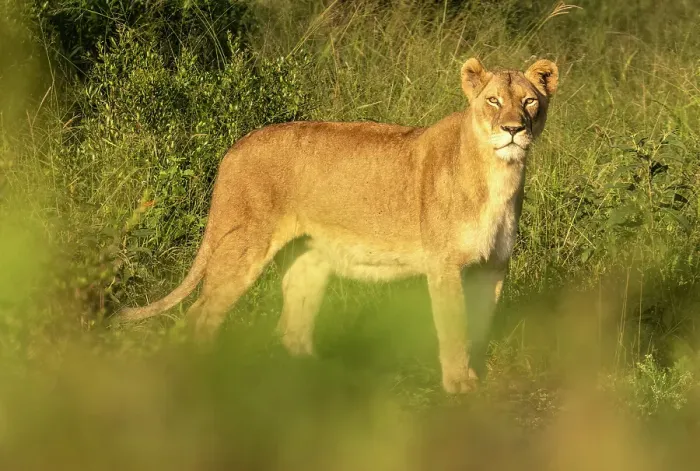 Framed Print : Lioness, Zimanga Private Game Reserve, Natal, South Africa