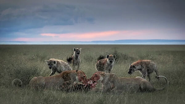 Lionesses with kill and hyenas in the Maasaimara, Kenya