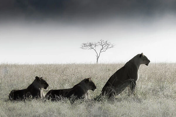 Lionesses in the mist, Masai Mara, Kenya