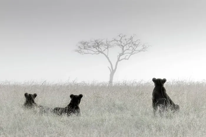 Framed Print : Lionesses in the mist, Masai Mara, Kenya Framed Print : Lionesses in the mist, Masai Mara, Kenya