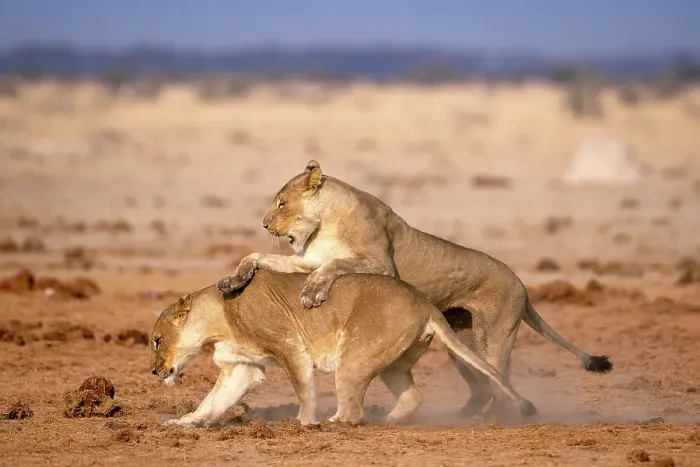 Framed Print : Lionesses playing, Kalahari Desert, Botswana Framed Print : Lionesses playing, Kalahari Desert, Botswana