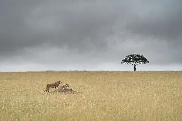 Lions in the grass, Maasaimara, Kenya