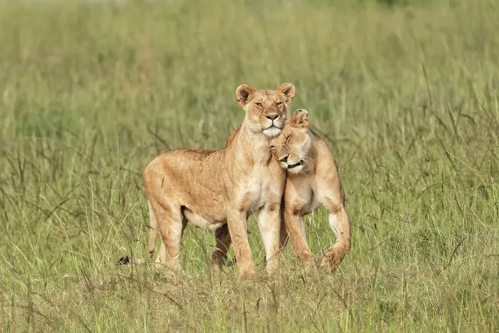 Framed Print : Lions in the high grass in the Maasaimara, Kenya Framed Print : Lions in the high grass in the Maasaimara, Kenya