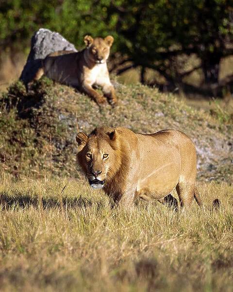 Lions, Okavango Delta, Botswana
