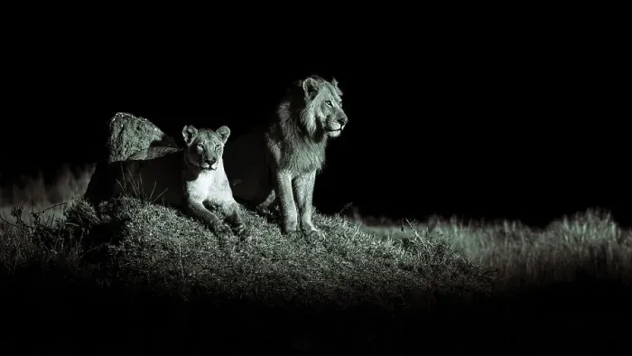 Framed Print : Lions, Okavango Delta, Botswana Framed Print : Lions, Okavango Delta, Botswana