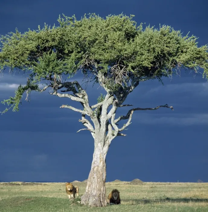 Framed Print : Two lions pause beside a Balanites tree in Masai Mara as rain threatens Framed Print : Two lions pause beside a Balanites tree in Masai Mara as rain threatens