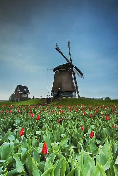 Lisse, Netherlands View of a Dutch windmill in front of a field of poppies